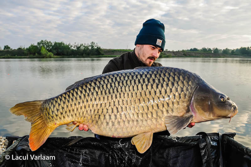 Adrian Rapa - 20,8kg, stand B13.jpg