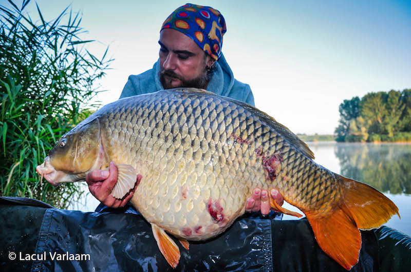 Dan Ingineru - 20,1kg, stand B4.jpg