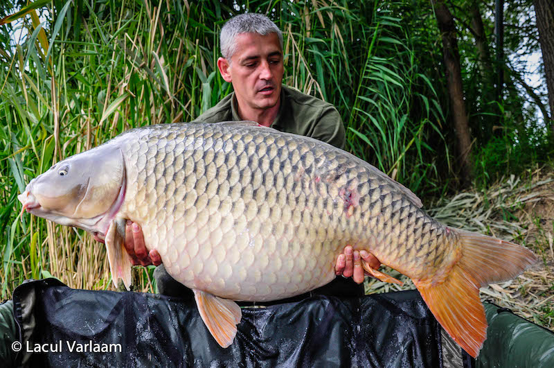 Dumitru Tudosoiu - 30,2kg, stand A6.jpg