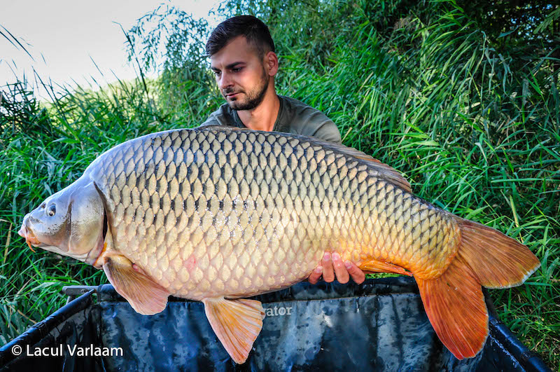 Marius Anghelache - 20kg, stand B8.jpg