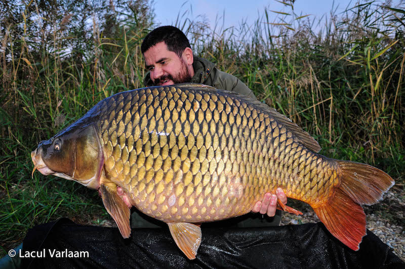 Cristi Stoia - 25kg, stand B14.jpg