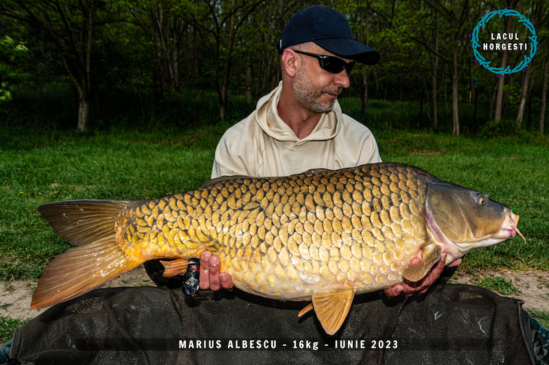 Marius Albescu - 16kg.jpg