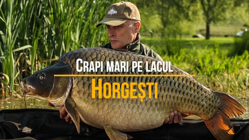 Crapi mari pe lacul Horgesti.jpg