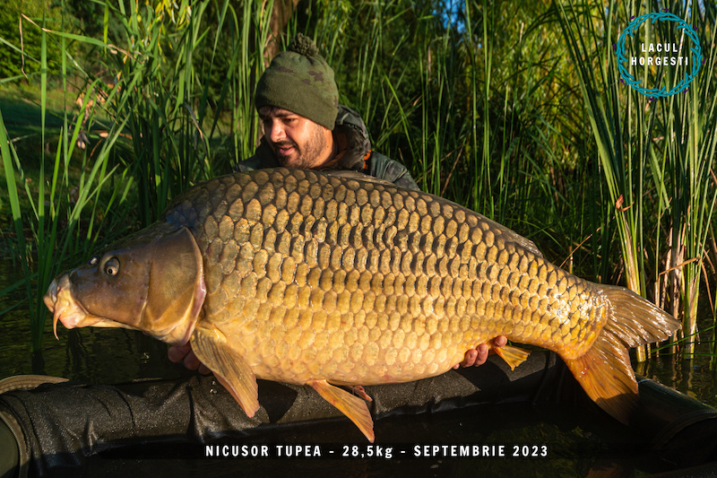 Nicusor Tupea - 28,5kg.jpg